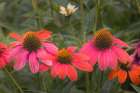 Cone flowers in garden. Art Print
